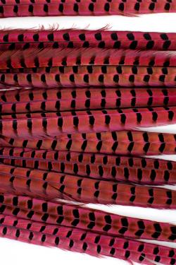 Faisan de Colchide - 35-45 cm - fuchsia